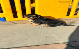 Cocker Spaniel dogs for sale: Cocker Spaniel KC Reg  - Image 1