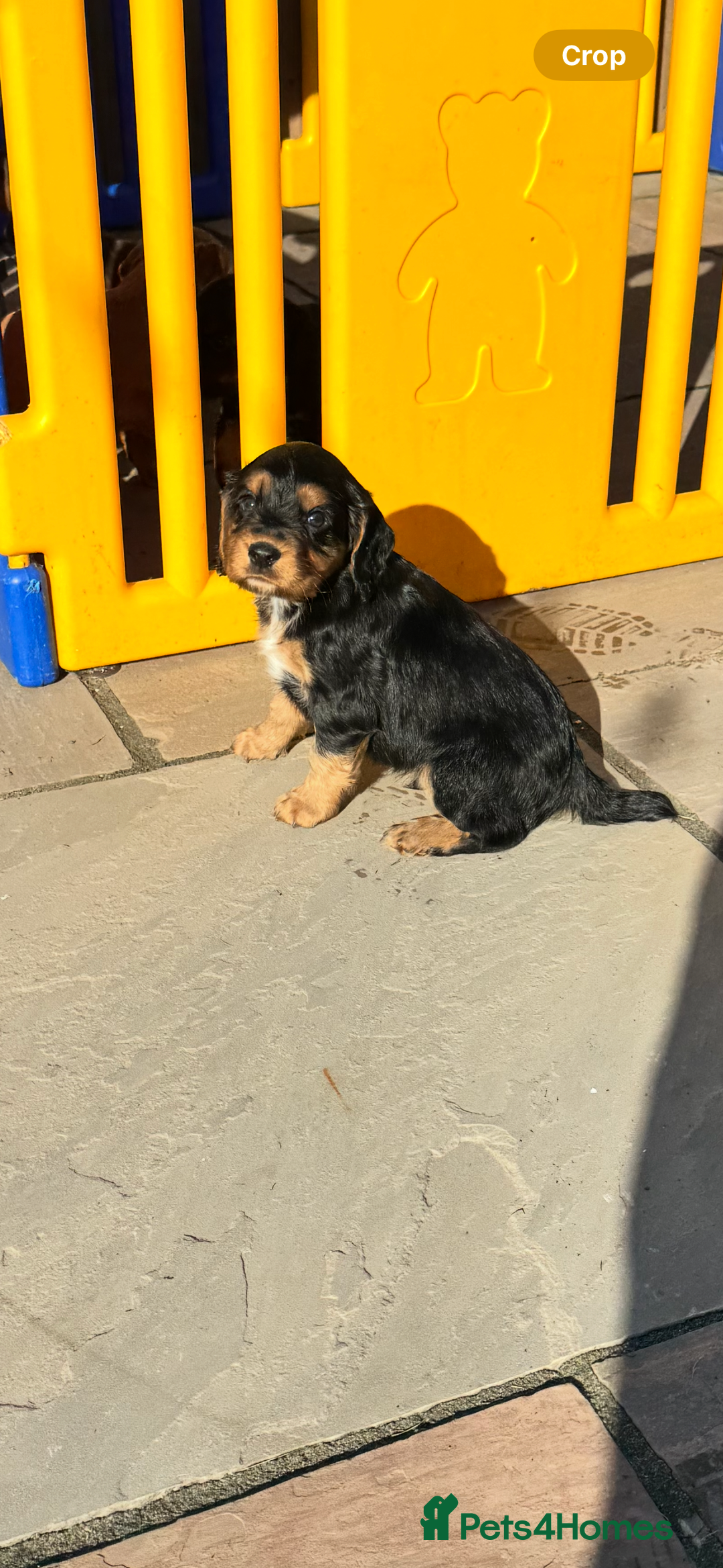 Cocker Spaniel dogs for sale: Cocker Spaniel KC Reg  - Image 1