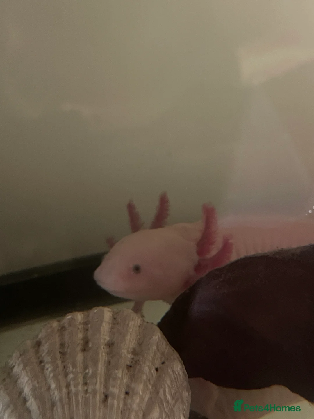 Axolotl reptiles for sale: Leucistic Axolotl - Advert 5