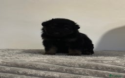 Mixed Breed dogs for sale: German shepherd pups  - Image 9