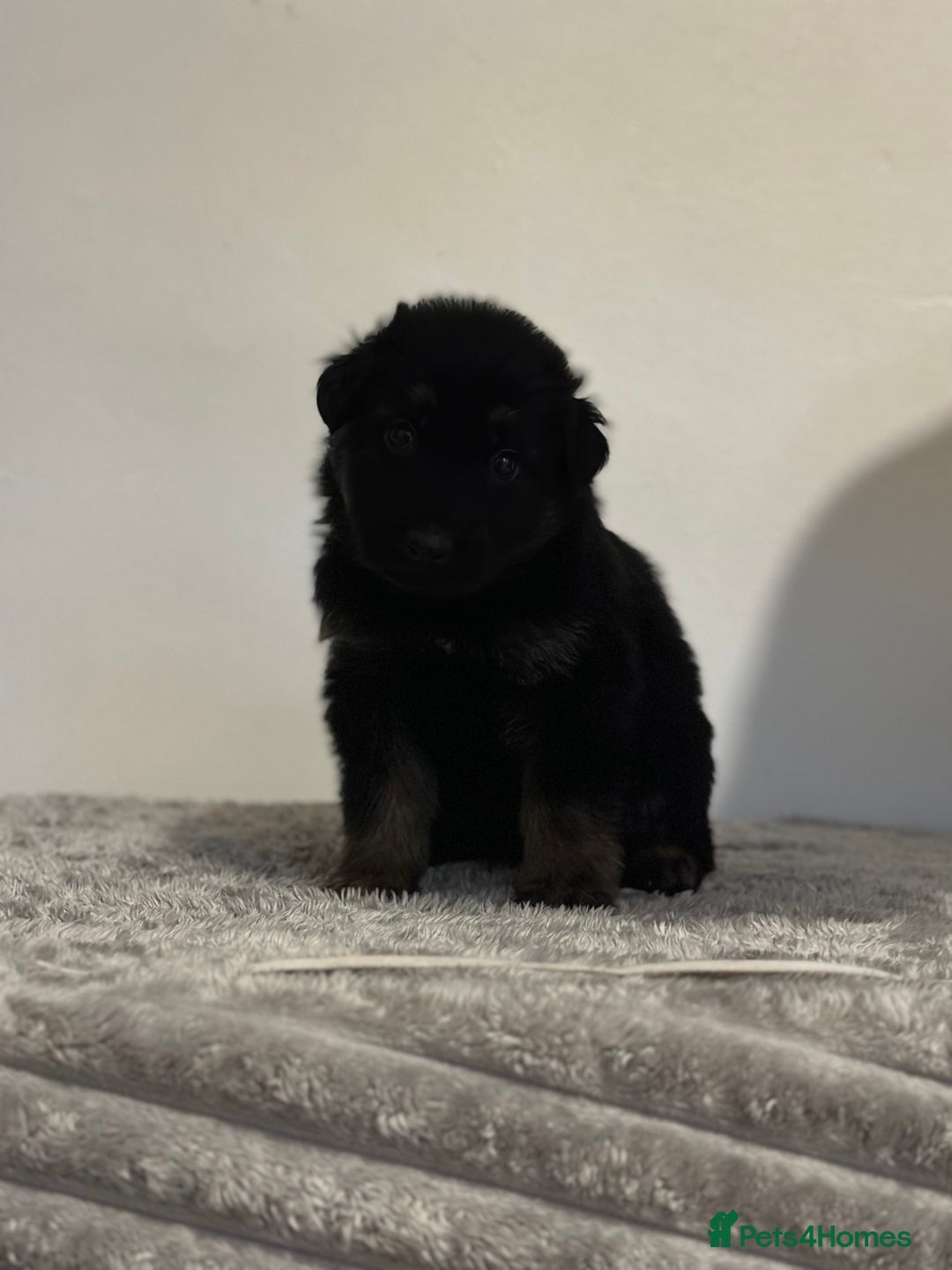 Mixed Breed dogs for sale: German shepherd pups  - Image 9