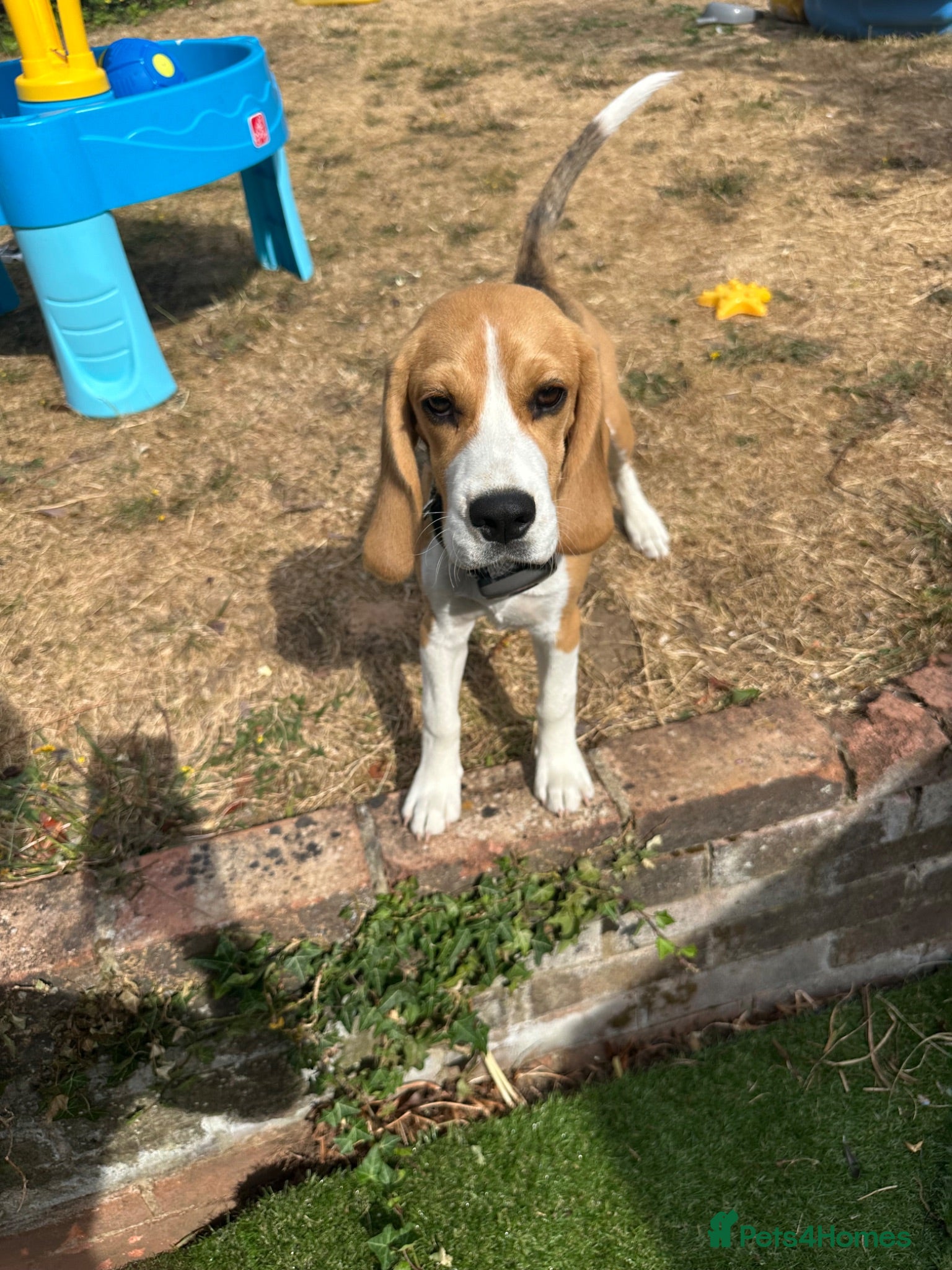 Beagle dogs Miss Daisy - Advert 2