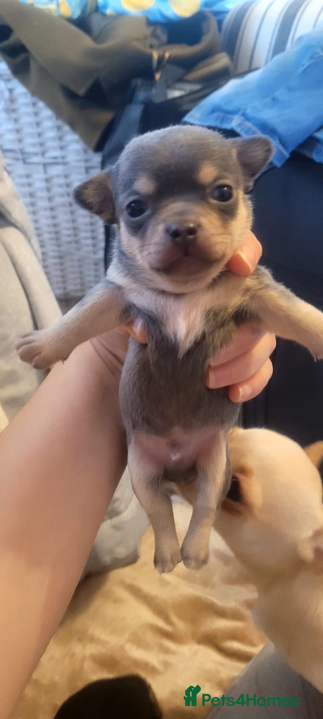 Chihuahua dogs for sale: Mini chihuahua  - Advert 6