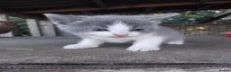 Mixed Breed cats for sale: Part British Short-hair Blue & Blue/White Kittens. - Advert 16