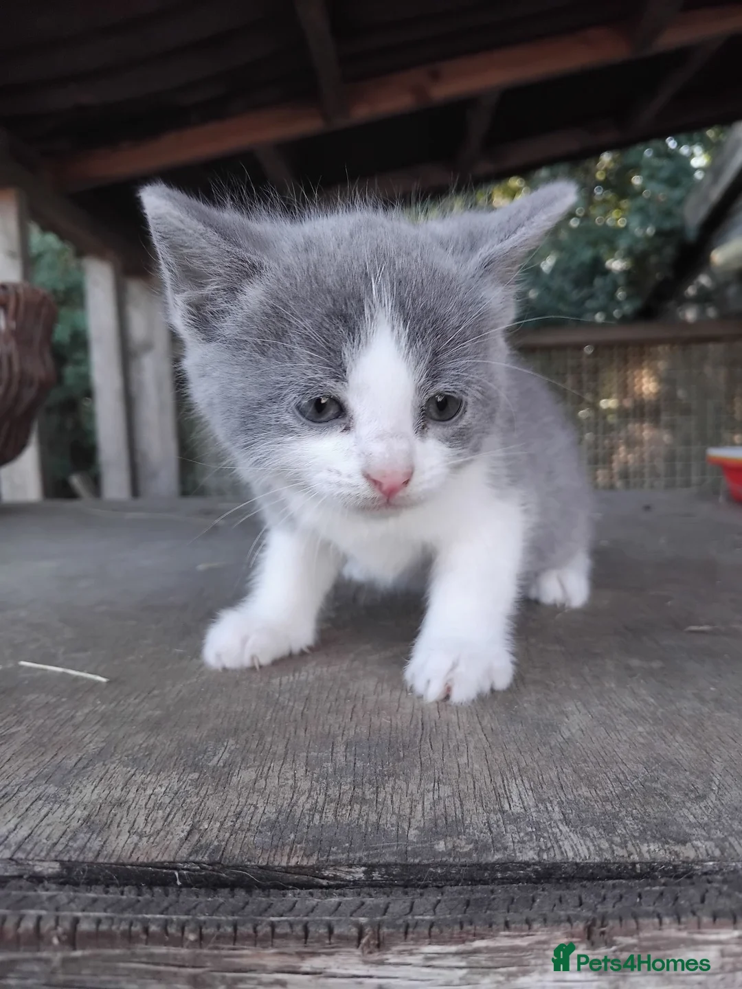 Mixed Breed cats for sale: Part British Short-hair Blue & Blue/White Kittens. - Advert 16