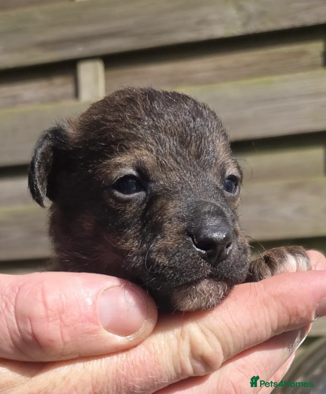 Mixed Breed dogs for sale: Stunning Lakeland Terrier/Poodle Puppies - Advert 17