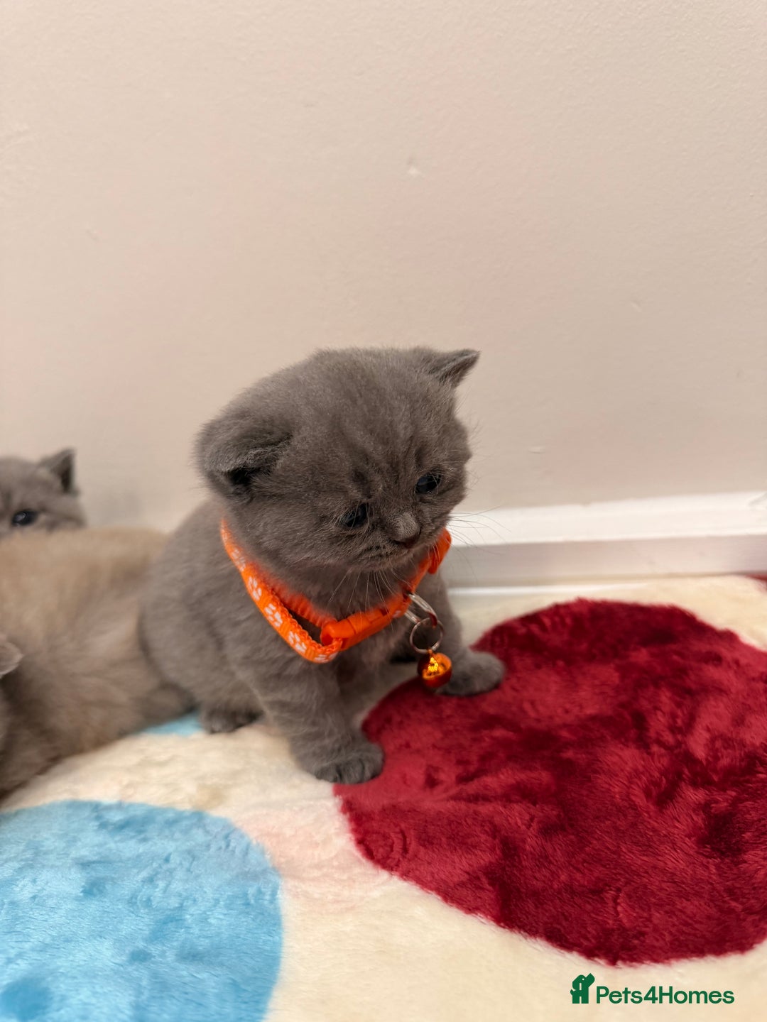 British Shorthair cats for sale: Beautiful big British Shorthair Kittens - Advert 16