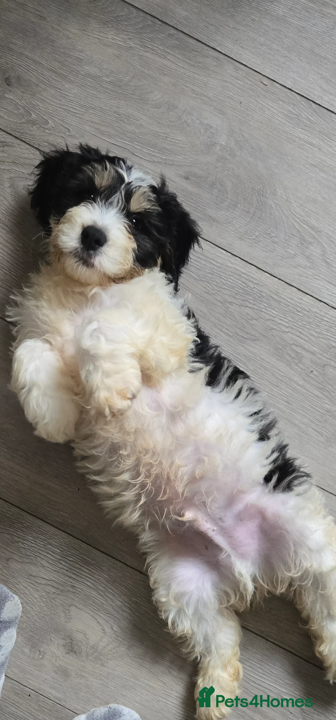 Cavachon dogs for sale: Gorgeous Cavachon puppies - Advert 1