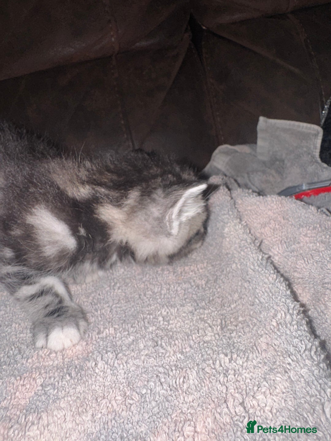 Mixed Breed cats for sale: 4 fluffy part Maine coon kittens  - Image 12