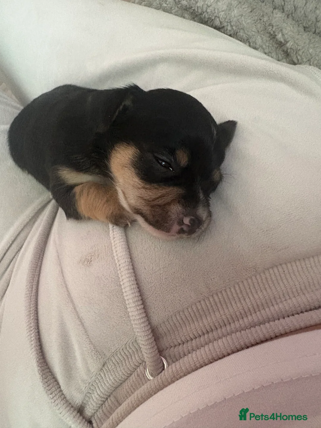 Mixed Breed dogs for sale: Chorkie pups  - Advert 2