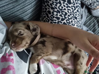 Mixed Breed dogs - Advert 35