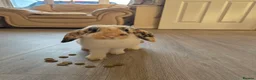 Mini Lop rabbits for sale: Male minilop rabbit - Advert 6