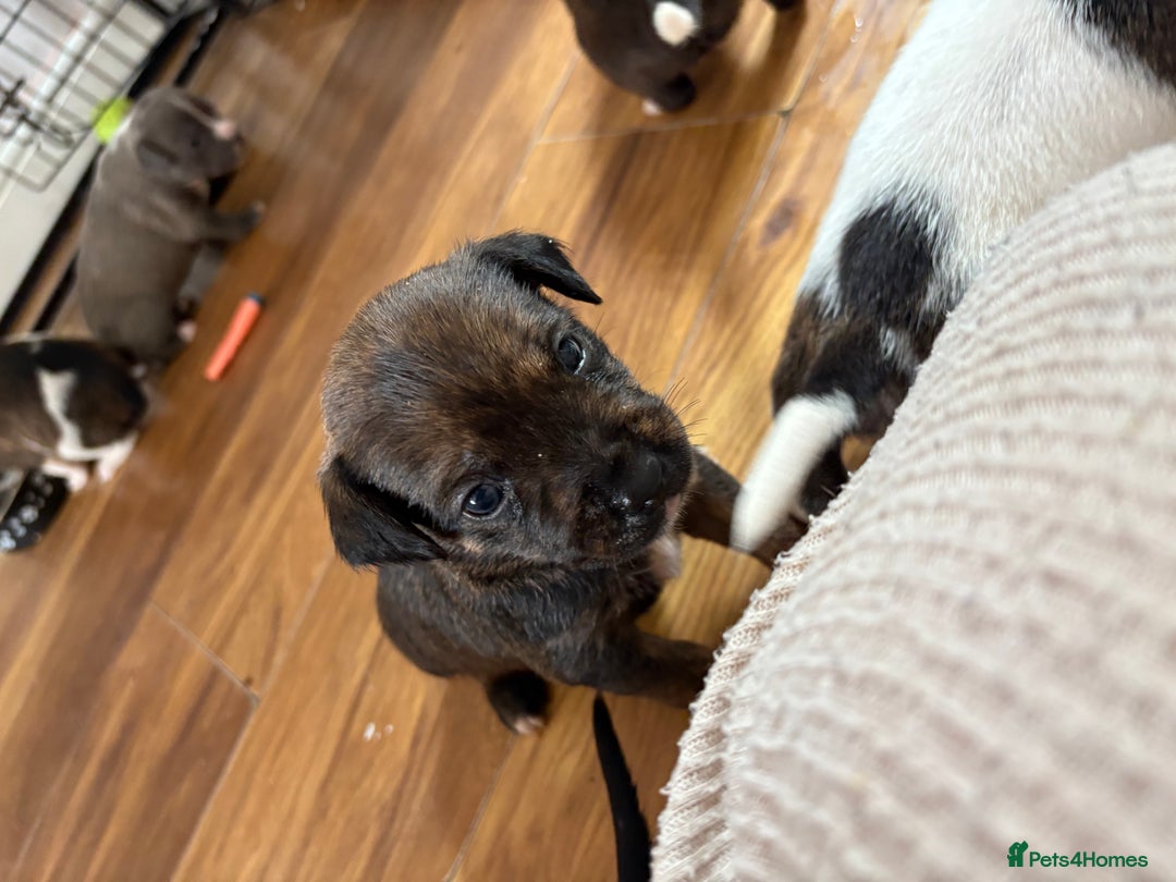 Mixed Breed dogs for sale: Gorgeous staffy kid boy - Image 1