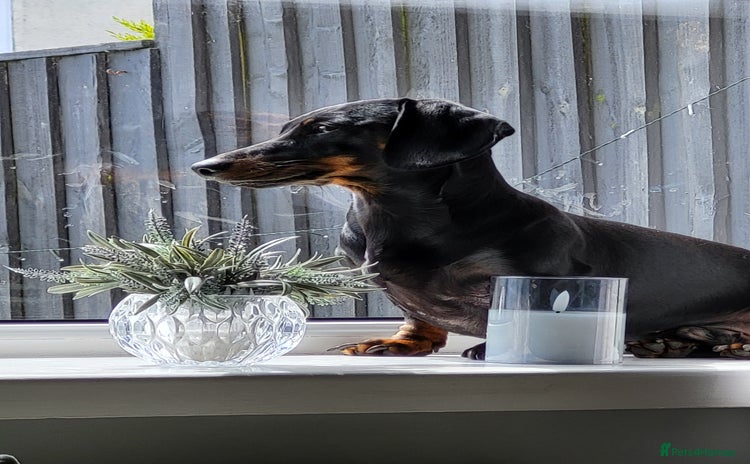 Miniature Dachshund dogs - Advert 5