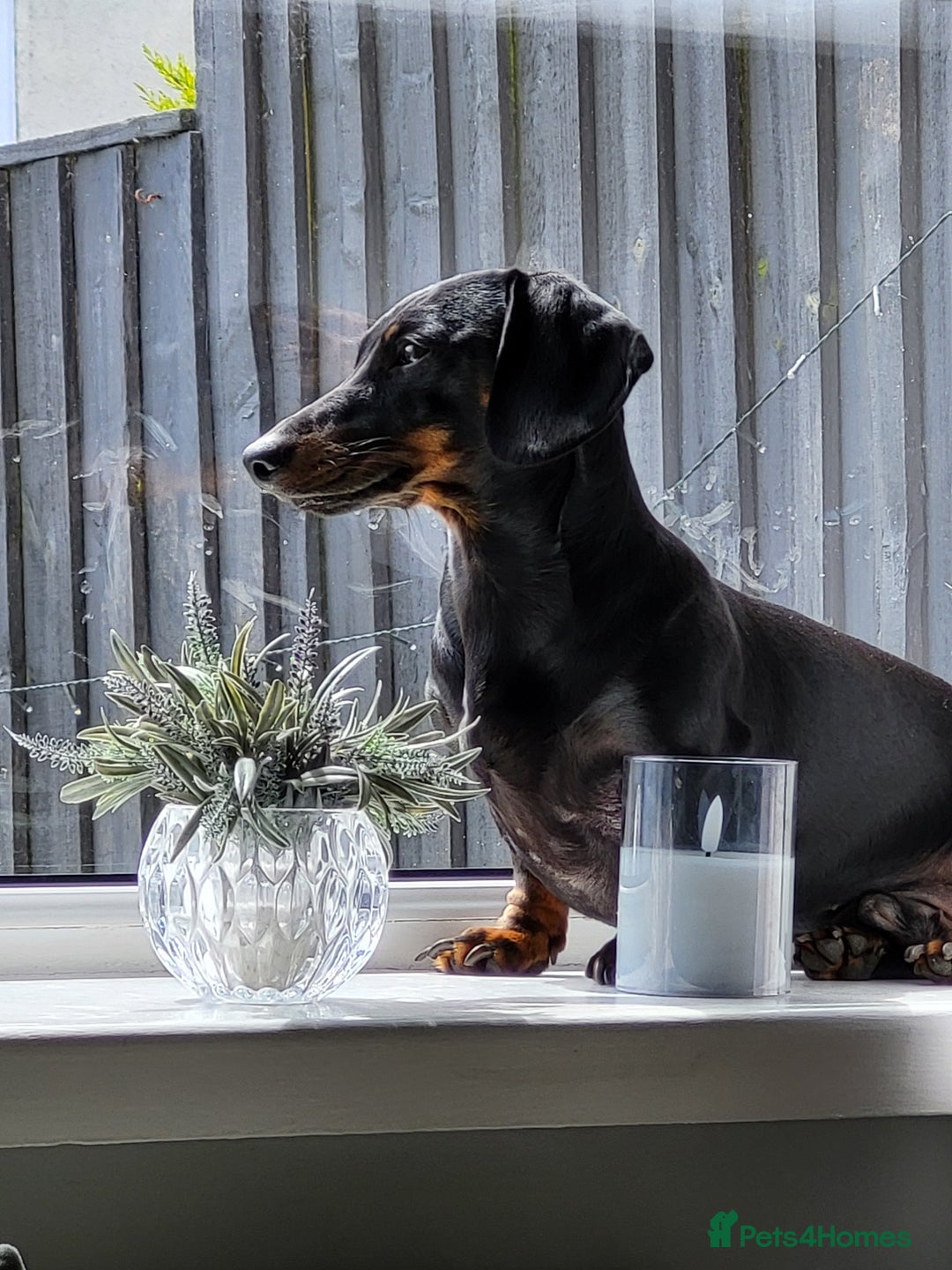Miniature Dachshund dogs for stud: Miniature dachshund for stud - Image 1