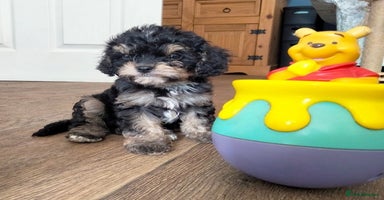 Cavapoo dogs - Advert 2