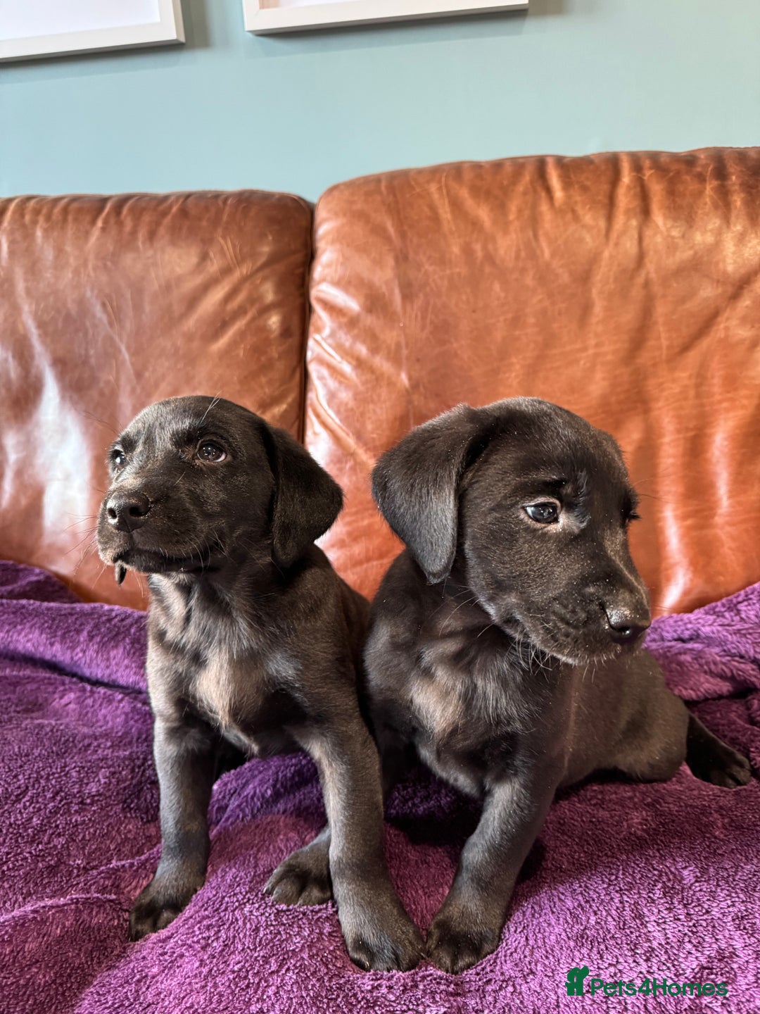Labrador Retriever dogs for sale: Black Labrador Puppies, 5* Licensed Breeder - Advert 6