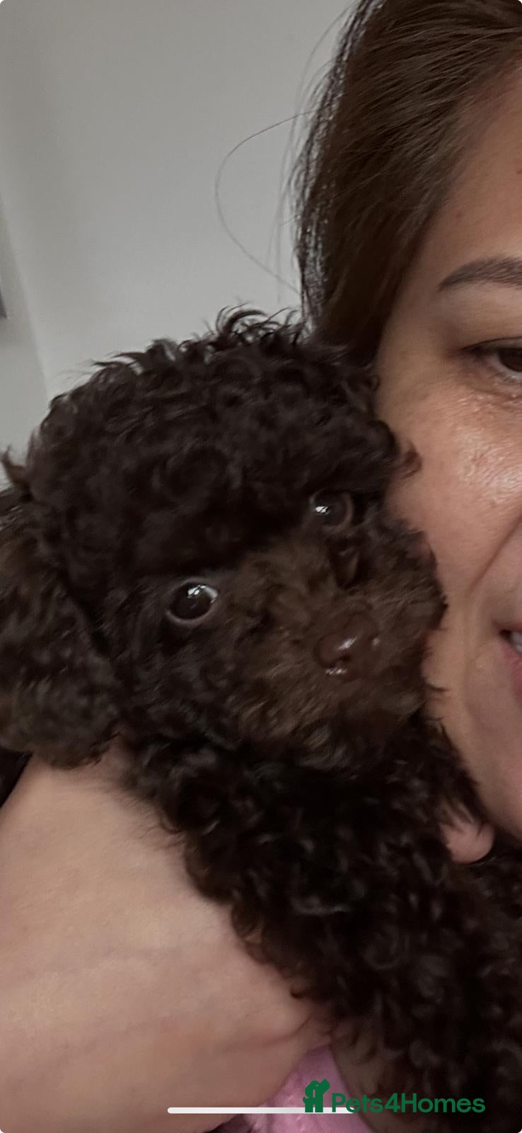 Toy Poodle dogs Chocolate Toy Poodle - Advert 3