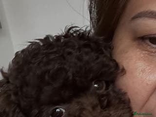 Toy Poodle dogs Chocolate Toy Poodle - Advert 3