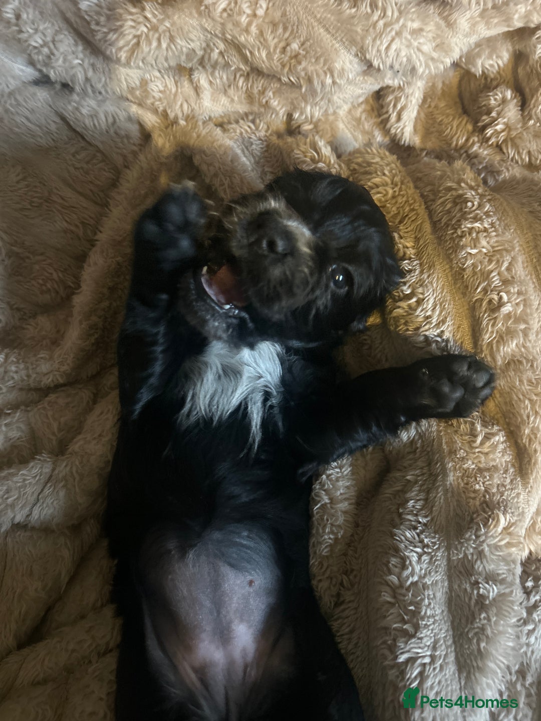 Cocker Spaniel dogs for sale: Black cocker spaniel bitch looking for a new home  - Advert 1