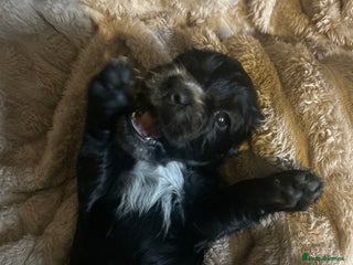 Cocker Spaniel dogs Black cocker spaniel bitch looking for a new home - Advert 1