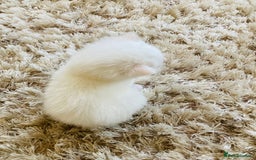 Mixed Breed cats for sale: Turkish Angora x Kittens - Image 4