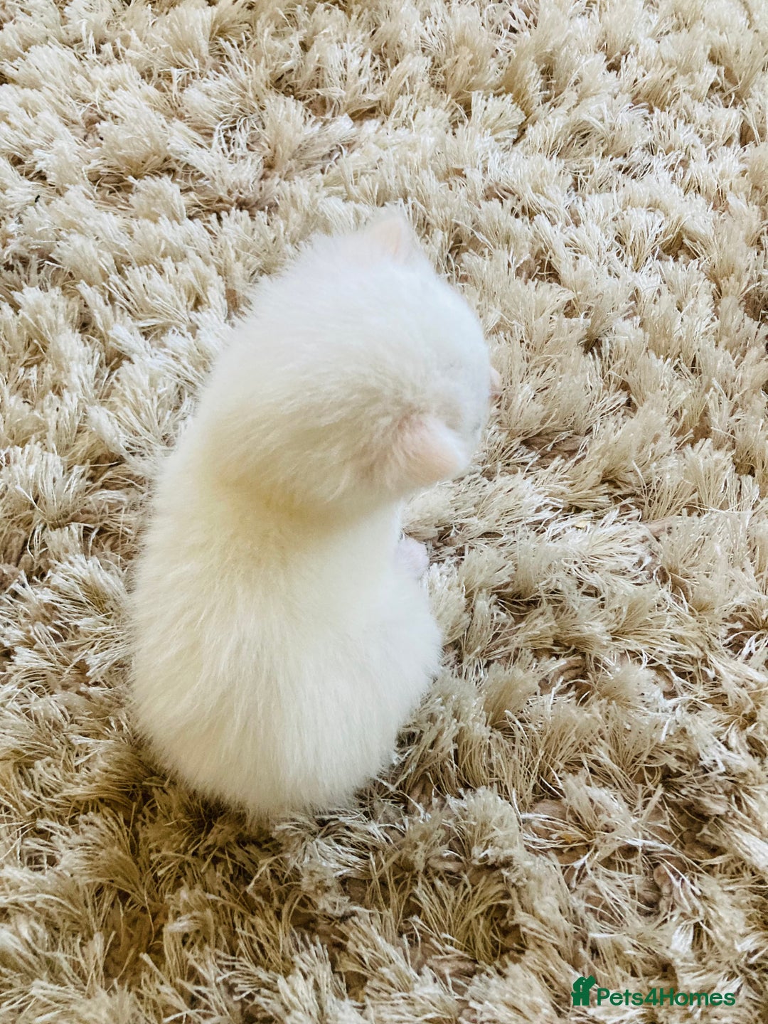 Mixed Breed cats for sale: Turkish Angora x Kittens - Image 4