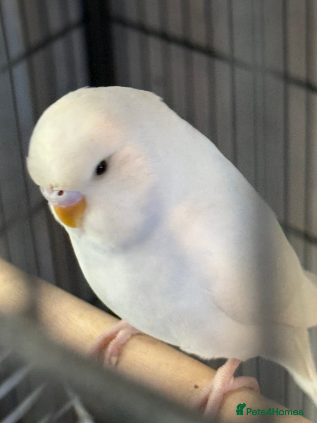 Budgerigars birds for sale: Hand Tamed Baby Budgies - Advert 5