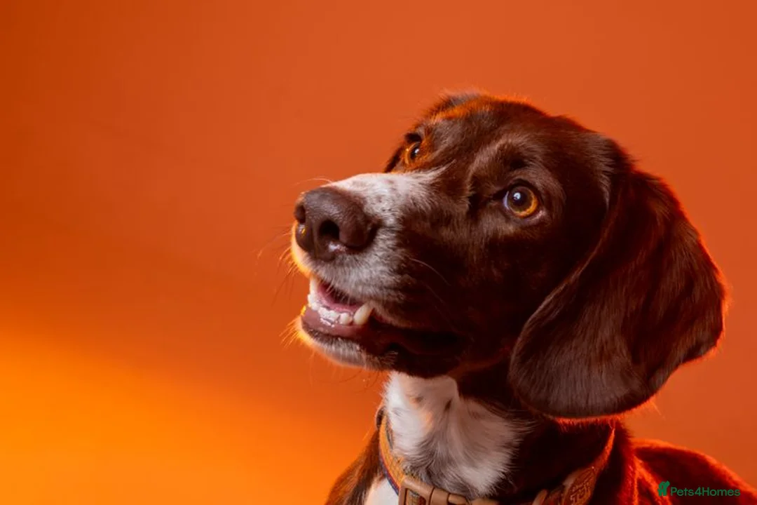 Mixed Breed dogs for sale: MEET SOCKS - Advert 1