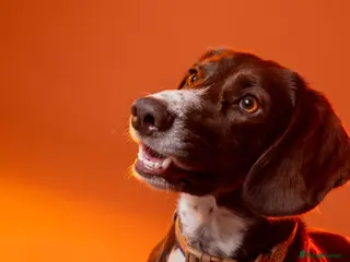 Mixed Breed dogs MEET SOCKS - Advert 6