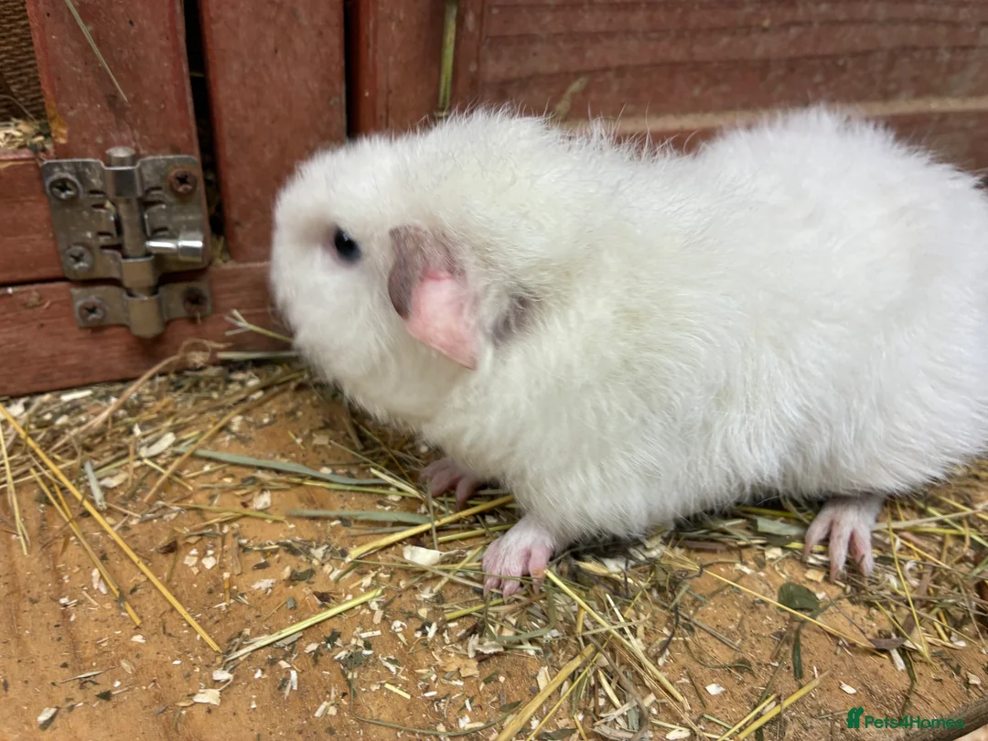 Mixed Breed rodents for sale: Baby Sow/Girl Guinea pigs - Advert 3