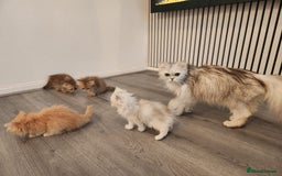 Persian cats for sale: Adorable Persian Kittens  - Image 13