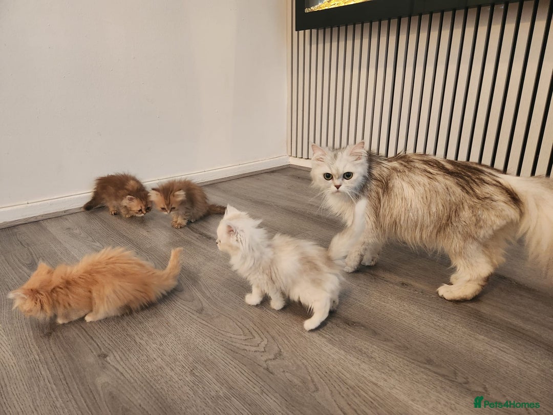 Persian cats for sale: Adorable Persian Kittens  - Image 13