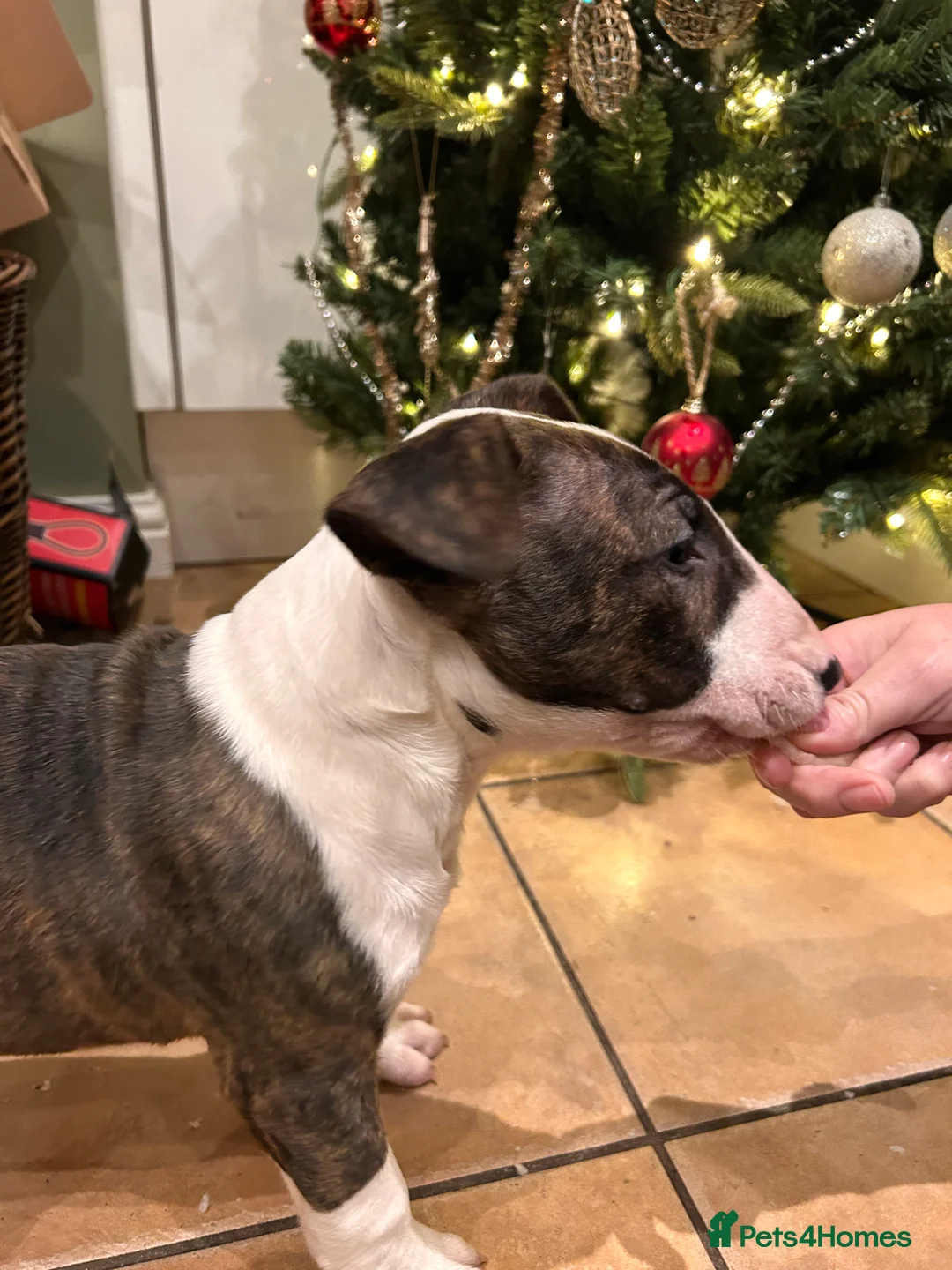 English Bull Terrier dogs for sale: Chunky english bull terrier bitch for sale - Advert 11