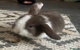 Mini Lop rabbits for sale: Pure breed Mini Lops - Image 6