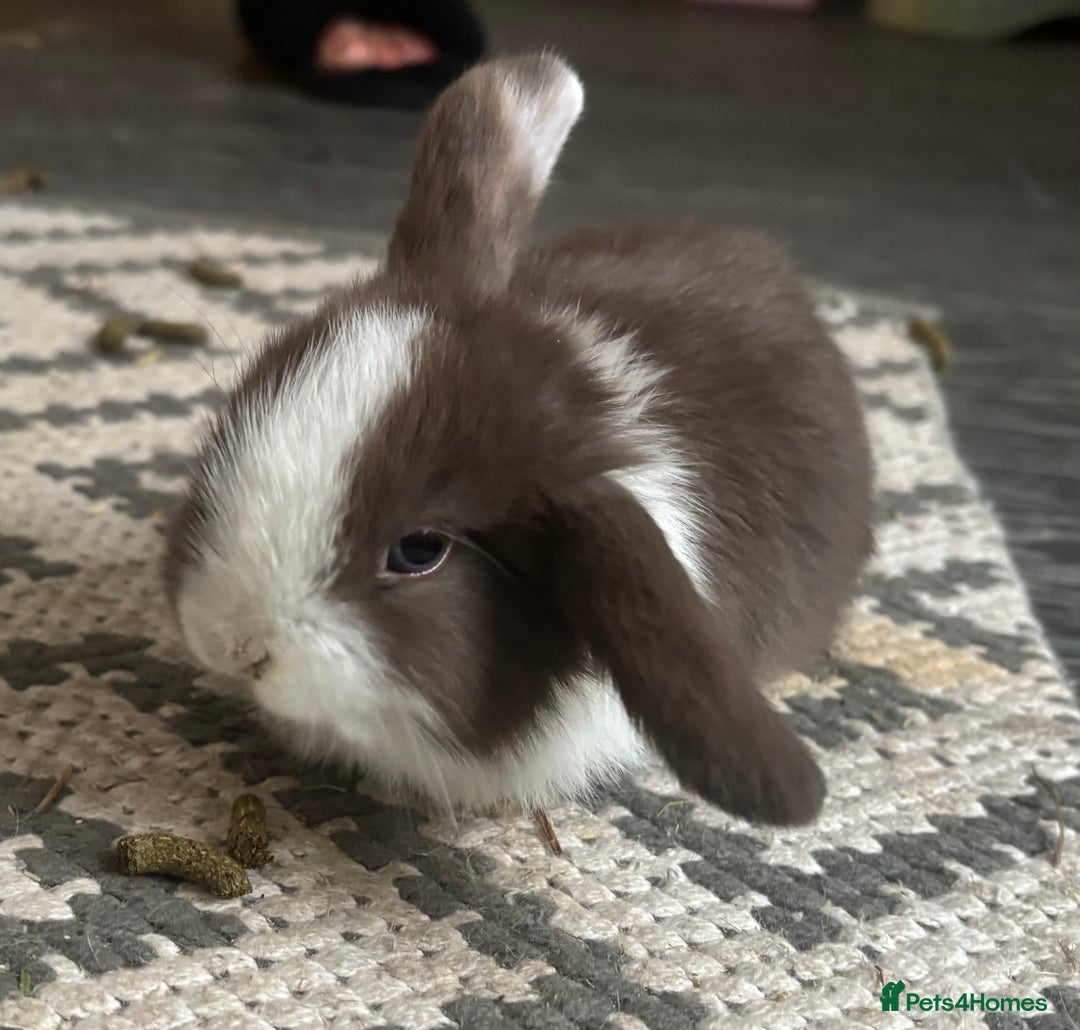 Mini Lop rabbits for sale: Pure breed Mini Lops - Image 6