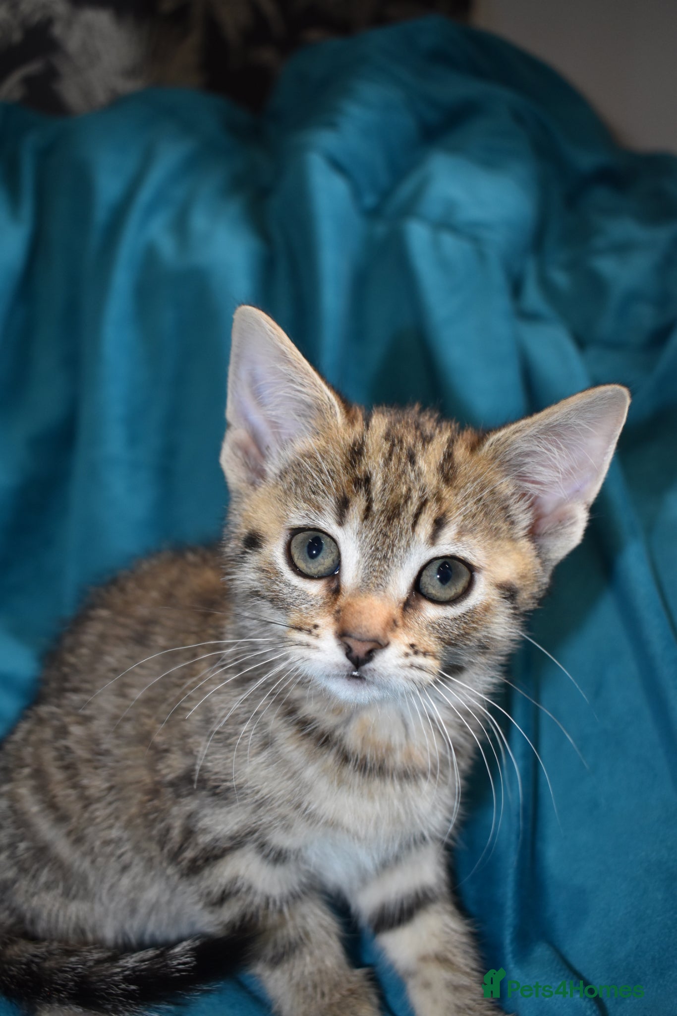 Mixed Breed cats 6 Gorgeous kittens for sale - Advert 2