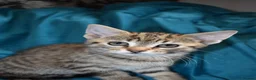 Mixed Breed cats for sale: 6 Gorgeous kittens for sale - Advert 20