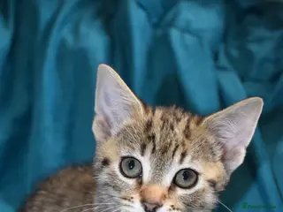 Mixed Breed cats 6 Gorgeous kittens for sale - Advert 1