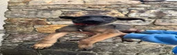 Belgian Shepherd Dog dogs for sale: KNPV Malinois Puppy For Sale - Advert 2