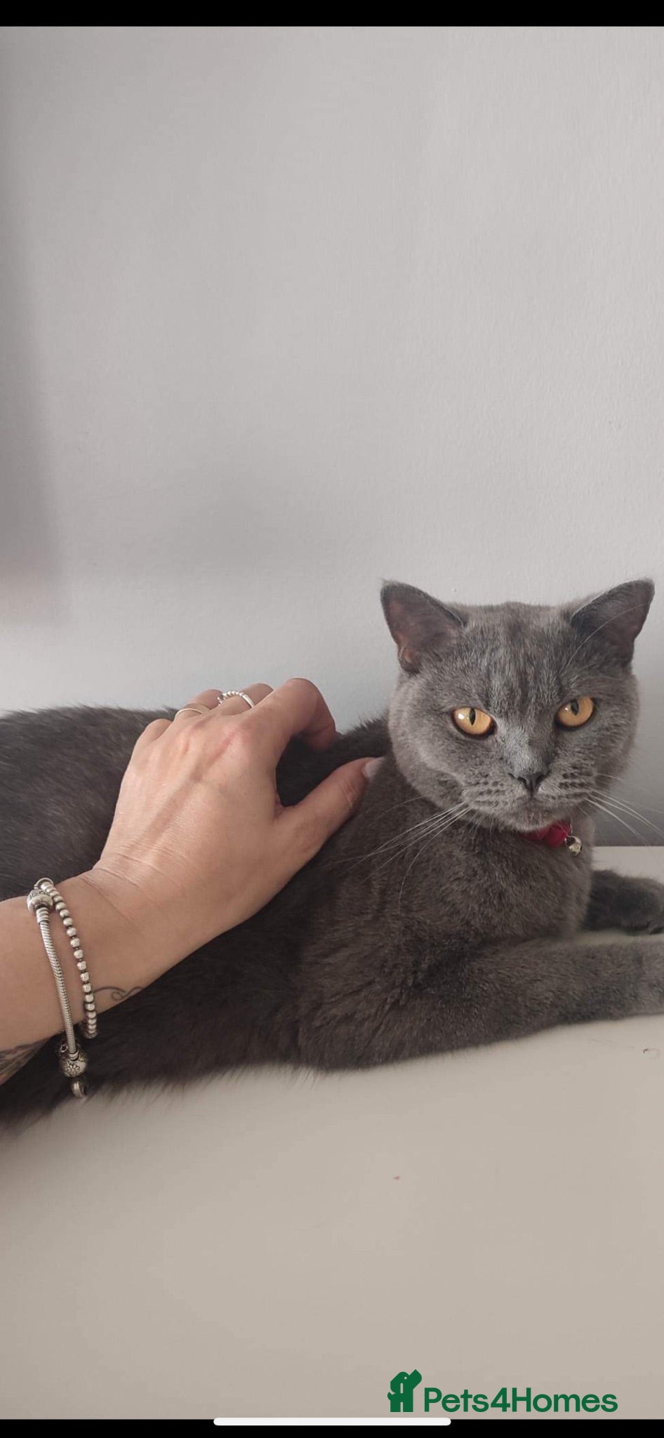 British Shorthair cats Full British Blue - Advert 3