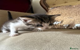 Mixed Breed cats for sale: FREE KITTENS ready 4home💖2 kittens open to offers - Image 7