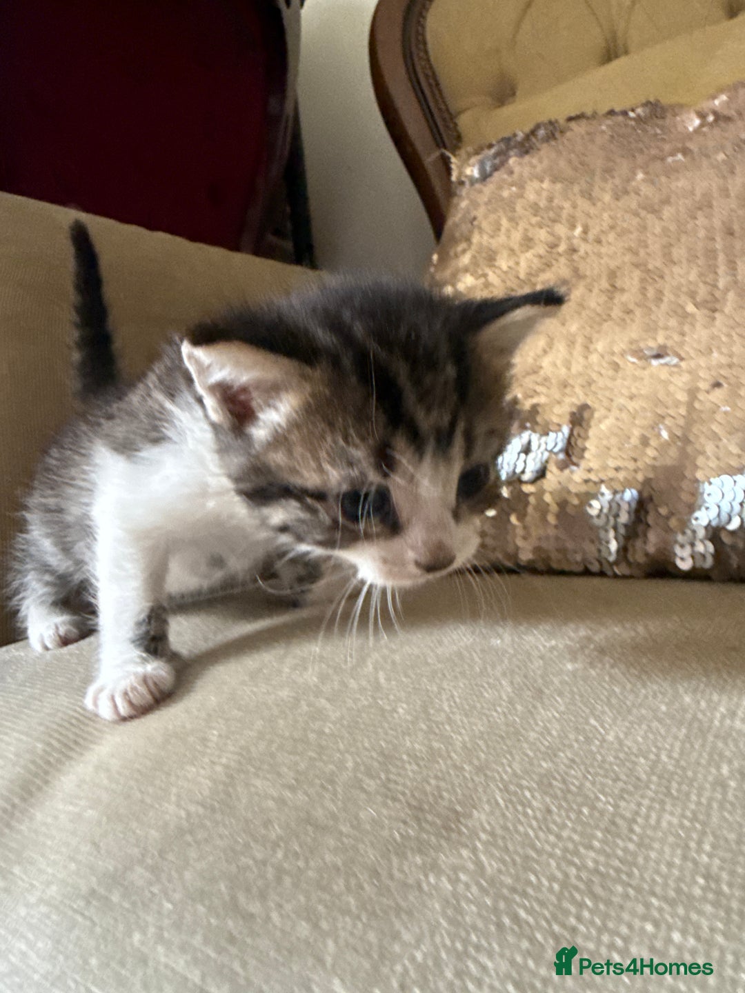 Mixed Breed cats for sale: FREE KITTENS ready 4home💖2 kittens open to offers - Image 7