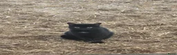 Mixed Breed cats for sale: Two black tom kittens - Advert 1