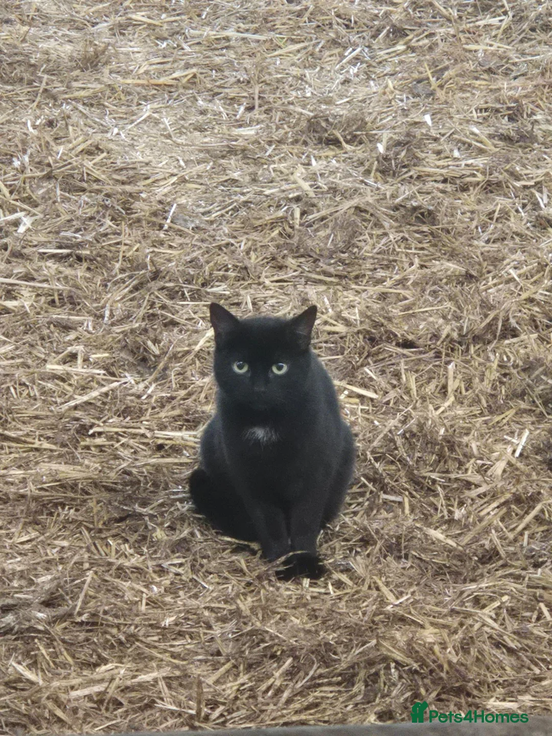 Mixed Breed cats for sale: Two black tom kittens - Advert 1