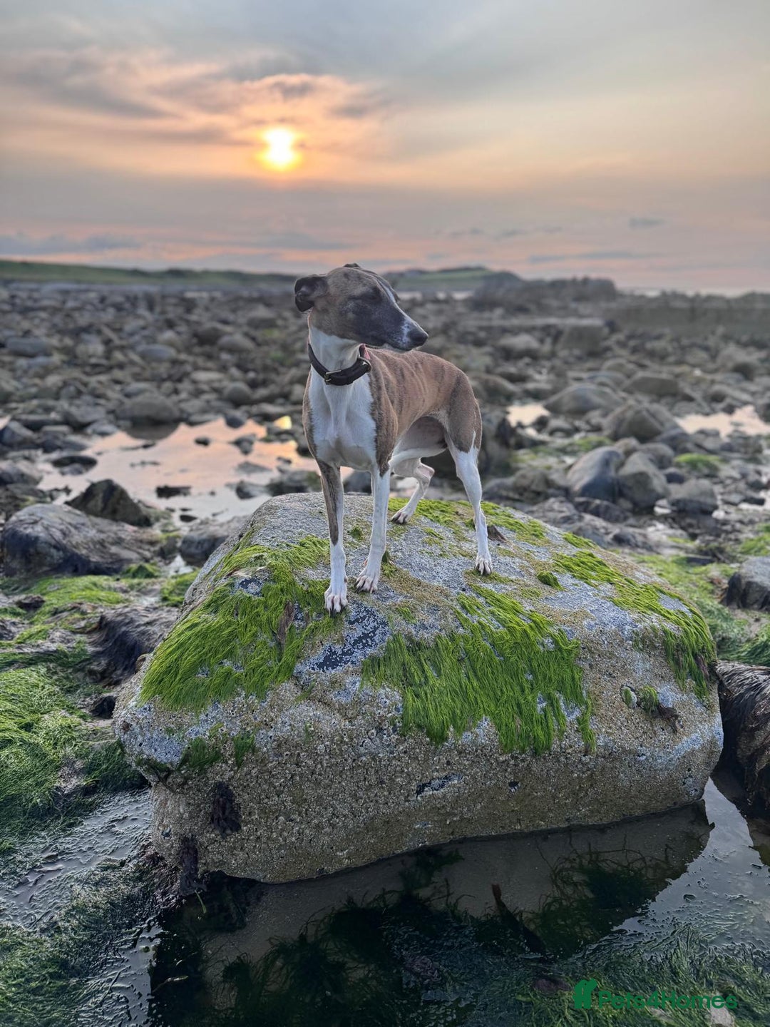 Whippet dogs for sale: Whippet pups  - Advert 1