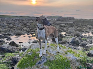 Whippet dogs Whippet pups - Advert 3