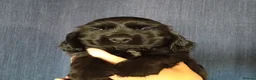 Cocker Spaniel dogs for sale: KC registered show type Cocker spaniel puppies  - Advert 7