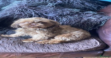 Shih Tzu dogs - Advert 2
