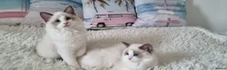Ragdoll cats for sale: 💕Beautiful TICA Ragdolls Kittens 💕 - Advert 18